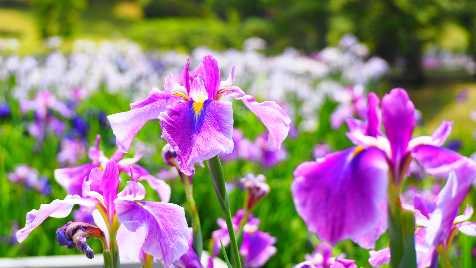 Iris