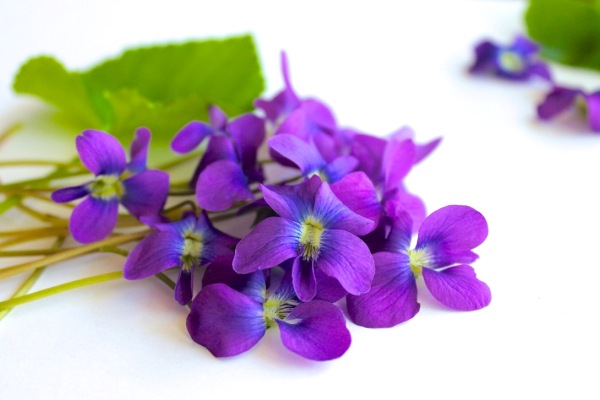 Violet