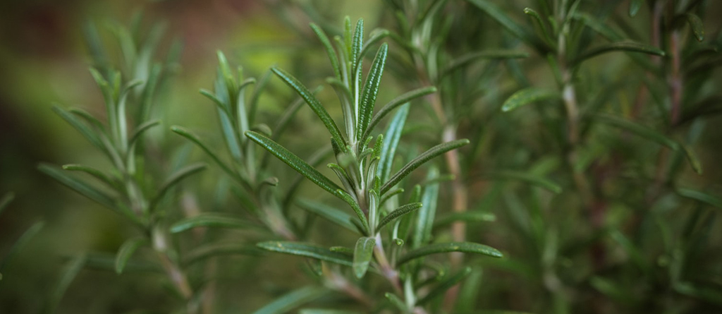 Aromatic